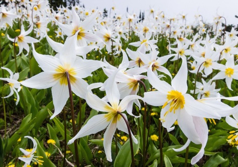 Fields of White Avalanche Lilies.